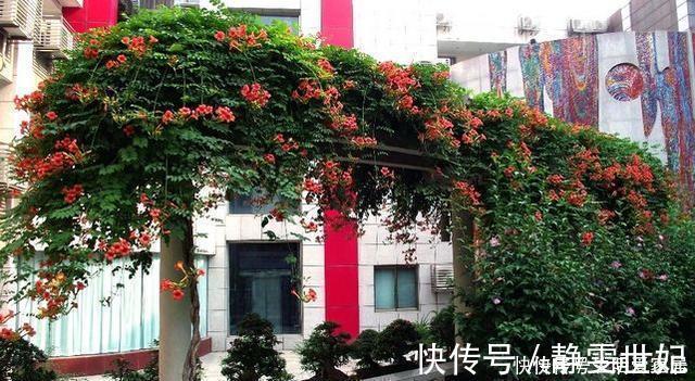 盆花|养10盆花不如种棵“树”一年花开170天,黑,吉,辽,冻不死
