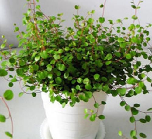  紫竹吊兰|养这三种吊兰，美翻你的客厅，随便一插就能活，根本不用买
