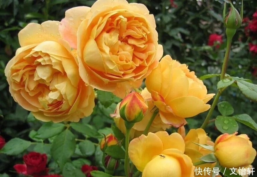 品种|100个月季品种，千姿百态，每个都很漂亮，图名并茂，值得收藏