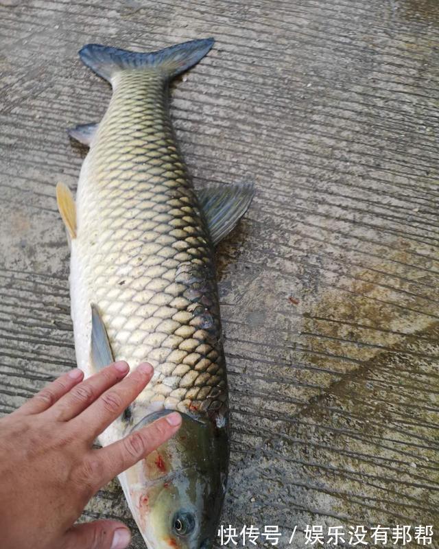 黄骨鱼|浅谈涨水退水钓鱼，其实都好钓，只是找准地方选对鱼