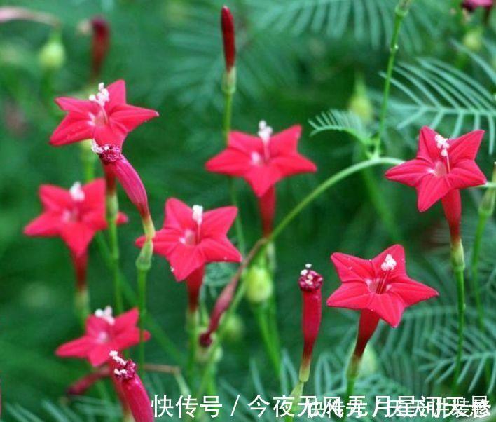 花量|超好养的几种花,花量超大的,一开就是200多天