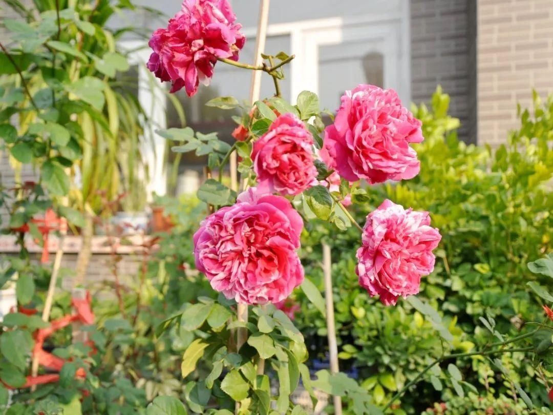 显摆一下我的家丨花开香满院,爱花人在自家庭院建小花园