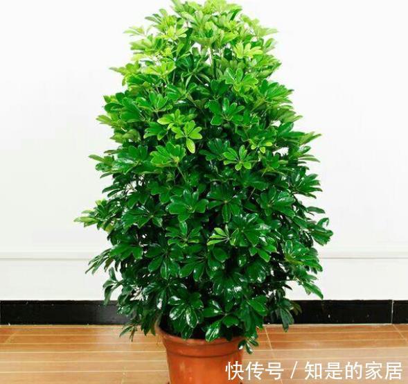 空气|秋冬养花，首选这4种懒人花，富贵大气又好看，养几盆空气更清新