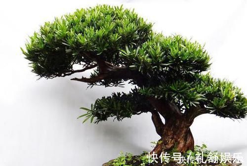 花卉|1种“盆景”,有长寿、吉祥的寓意,适合客厅养,比啥花都强