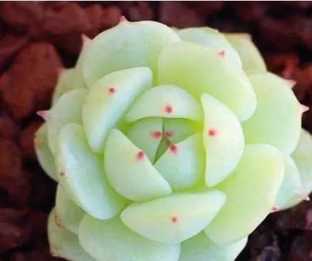 此花是晶莹剔透的水晶,叶子颜色翠绿发光,开朗活泼,非常独特