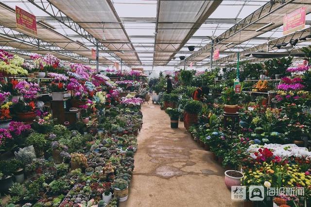 年宵花市场开始备货蝴蝶兰仙客来20-50元盆受市民青睐