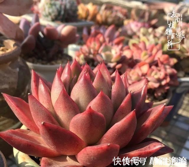 静夜|养多肉三年多,初见惊鸿!累并快乐着!养多肉三年多,初见惊鸿!累并快乐着!