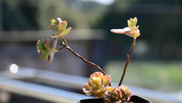  春季室内植物推荐（内含种植窍门）