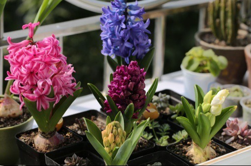 没有花盆，媳妇从厨房拿个“碗”，养花反而长得更茂盛，新鲜了