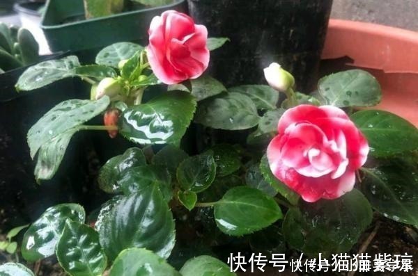 茶花|四季开花的花，我建议你养这1种，开花多多，比玫瑰和茶花都漂亮！