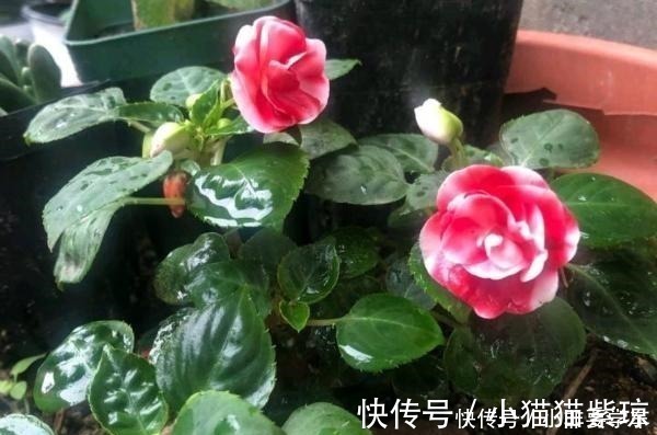 四季开花的花,我建议你养这1种,开花多多,比玫瑰和茶花都漂亮!