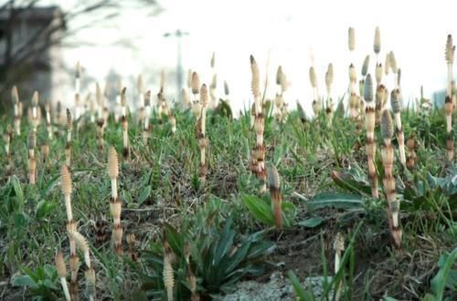 农村|农村一种害草,根含“黄金”,农民看到就铲,殊不知珍贵90元一斤