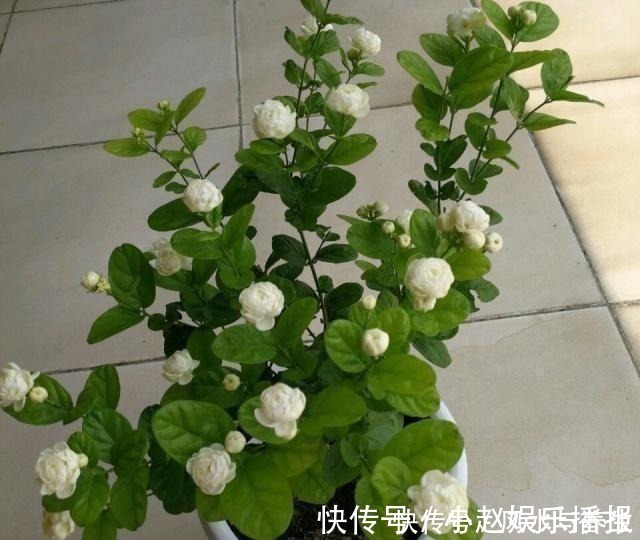 扦插|想要扦插茉莉花，牢记一个“关键点”，随插随活，就这么简单！