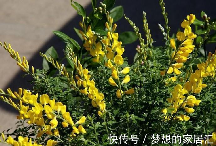 花海|养花试试这几款,开花艳丽,让你的阳台轻松变花海