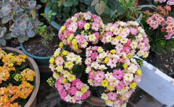 长寿花有“4喜3怕”,避开小坑,快速开花一大片,太省心了