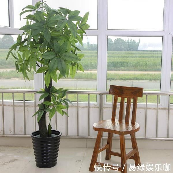 6种花需穷养，不花钱不用管，丢在一旁不浇水，肥硕又爆花