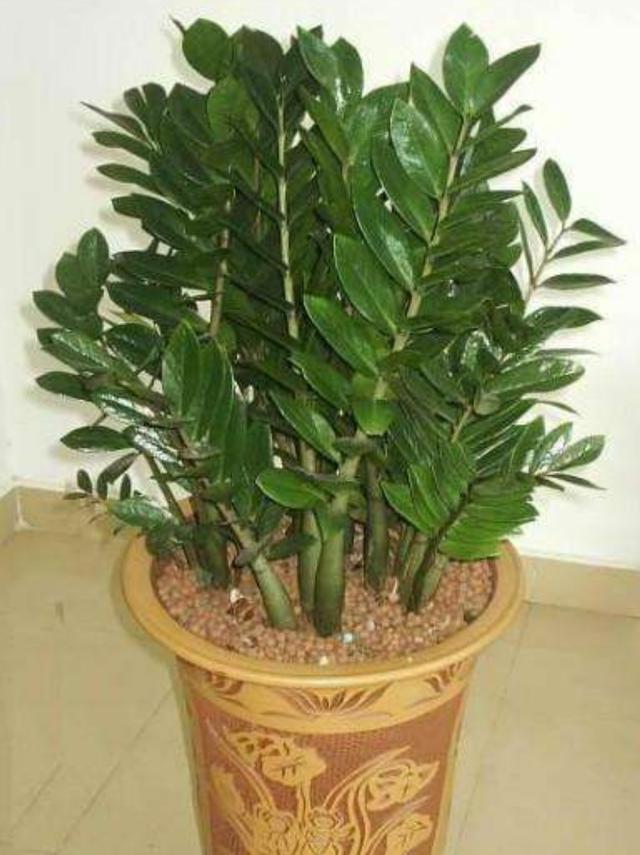 金钱树只需掌握以下几点,不烂根,生长快,还能一盆变多盆