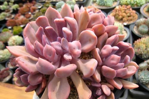 以爱神丘比特为名的多肉，不仅非常好养，养好了叶片还会变成心形