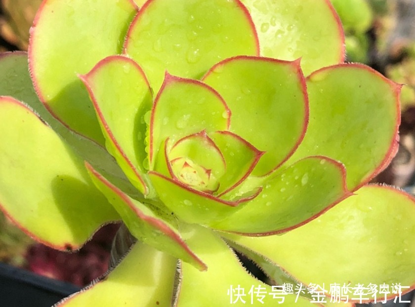 巨无霸|能长2米以上的多肉见过没有?那就是法师中的巨无霸——艳姿法师