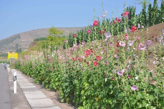 农村叫做“鸡冠花”，小时候经常沾在鼻子上，好玩还好看