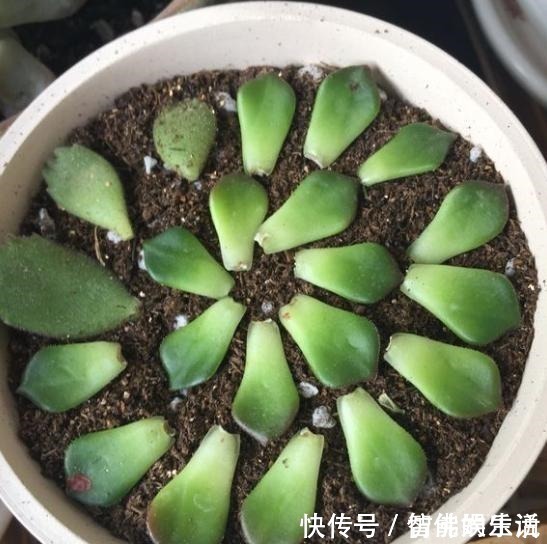 徒长|蒂亚徒了，都可以召唤“神龙”，手一痒，全都拔了！