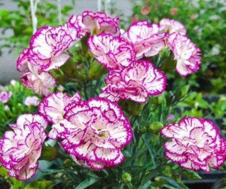 4种花寓意超好的,轻松长爆盆,花量大花期长,吉祥又喜庆