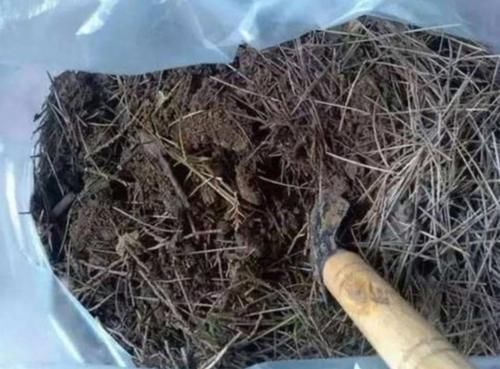 松针土采集回来,怎样处理才能养花?教你制作松针土