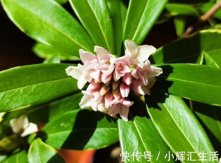 想让瑞香开花多,一多二勤要牢记,花团锦簇真美丽