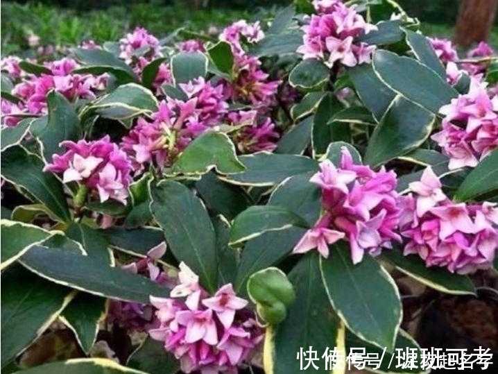 金鱼吊兰|这几款植物养在家里,一年四季开花不断,花大色艳很漂亮