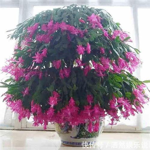 小花|秋季养蟹爪兰有技巧,摆放位置记住“口诀”,见到阳光就呼呼冒叶