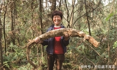 根部|这东西根部能长到几十斤重,富人对它不屑一顾,却养活了很多穷人