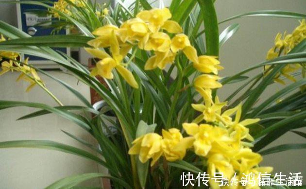 翡翠兰|知道兰花有多少个兰花一共有7个种类,知道你养的那种吗