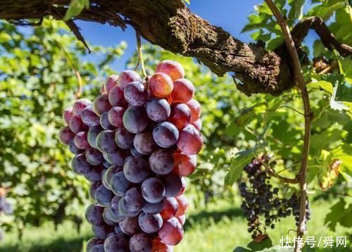 孕期|孕期吃葡萄就会生出“大眼”萌娃?有科学依据吗?来听听医生怎么说