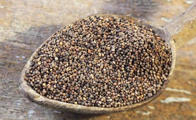 菟丝子|一味药，收三脏之精上收目精，下收肾精，中收脾精，值得学习