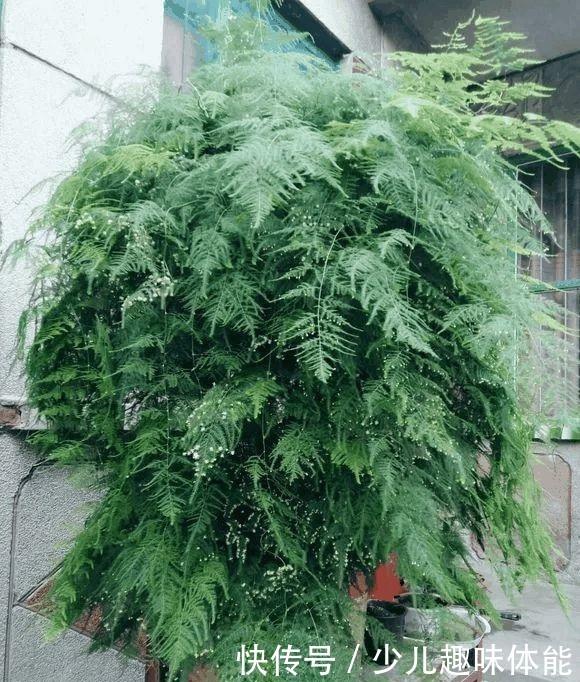 高手养文竹,开满了金花,还结了上百个小果子,这果子好吃吗!