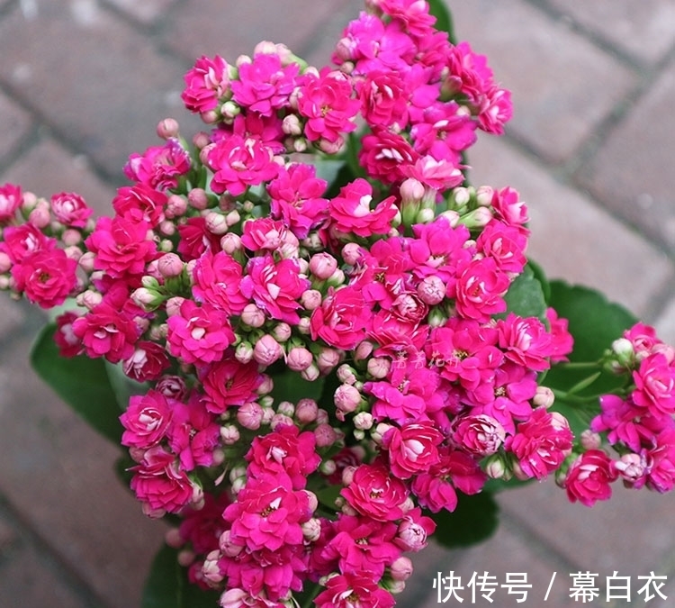 背阳|长寿花比较“懒”，喜静不宜动，别再好心办“坏事”了