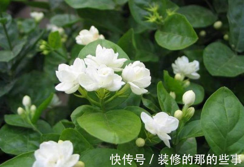 10月逛花市,7种花不能买,带回家养不好,来年不开花