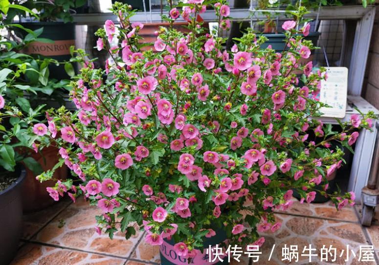 家里养4种漂亮花,国庆后赶紧修剪备份,长老了来年没花赏