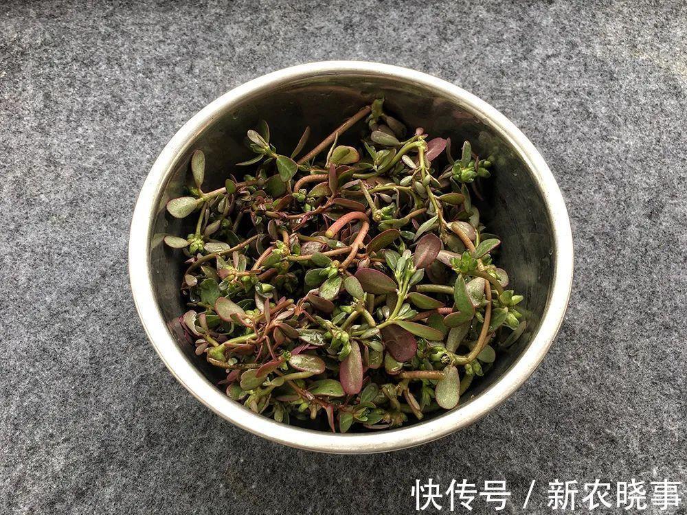 痛恨|7月的野菜之王,田边一摘几十斤,凉拌十分美味,却常被农民痛恨