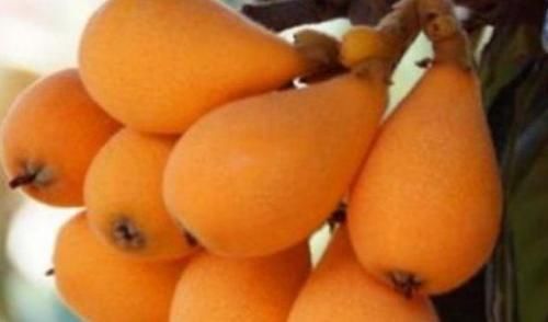 强身健体|人到中年推荐常吃以下食物，润肺止咳，延缓衰老，早吃早好