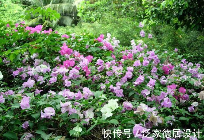 植物|此种植物是出了名的晒不死,夏天热浪对它们来说无非是挠痒痒