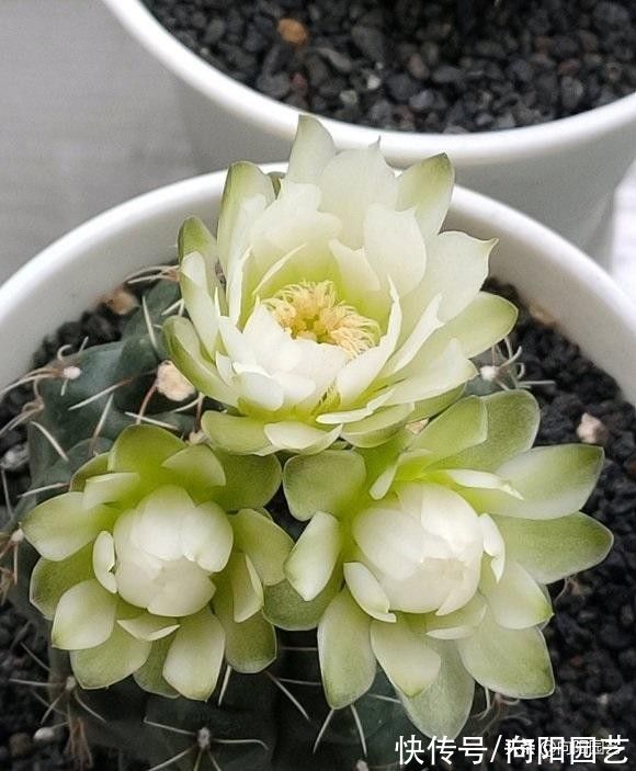 多肉|?秋天终于来了,昼夜温差加大,多肉搬到室外,2周出状态