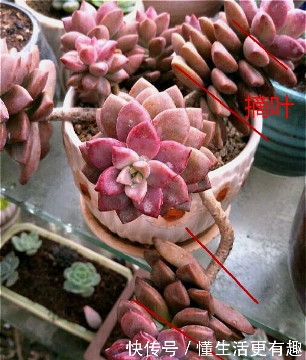 将多肉养成老桩有何难跟着我4步操作,快速养成瀑布型老桩!