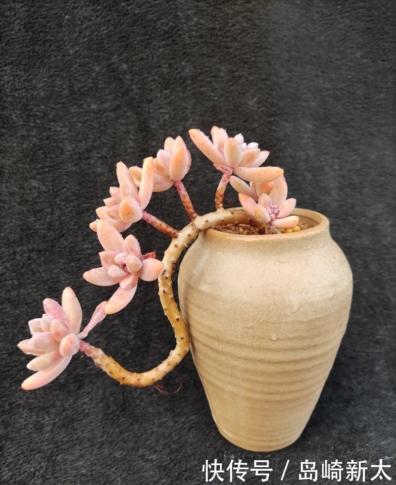 给我一块黑布，多肉走个台步