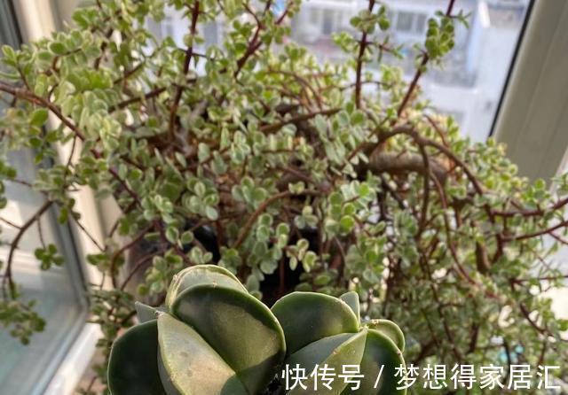 4年不修剪的雅乐之舞长成这样，花友都说挺好看，早修剪会更美