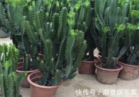 “2种花”现在扦插正合适,生根快、成活率高,开花十分养眼!
