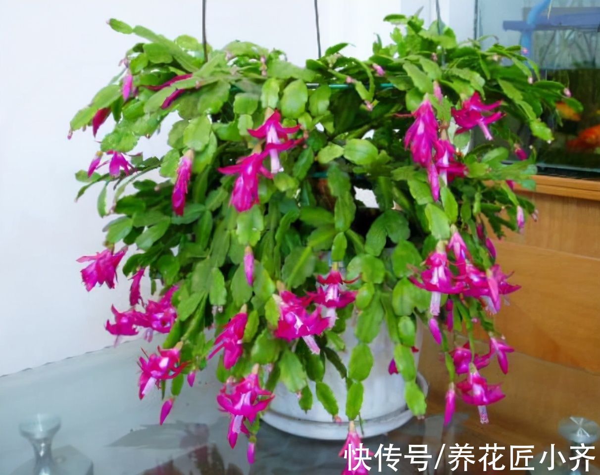 修剪|家中养着5种花,入冬赶紧剪一下,不仅容易过冬,而且来年花量大