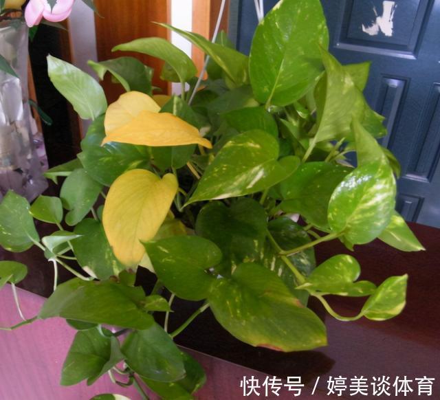 肥料|绿萝总黄叶烂叶,都是“太勤”惹的祸,因为养绿萝一定要“懒”