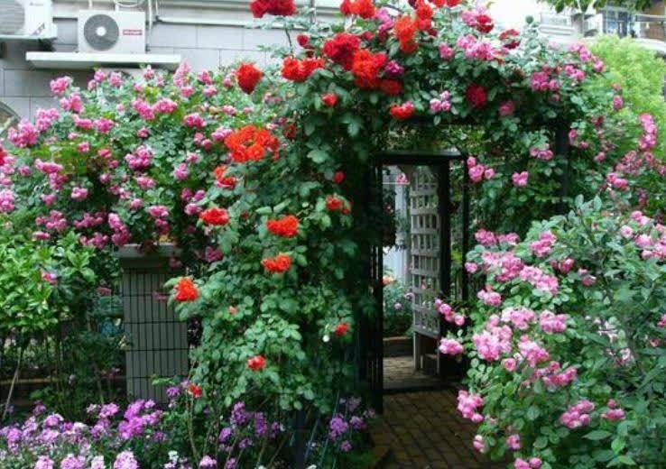 看了她的院子，治愈了我的心情！栽满藤本月季，美成了花海