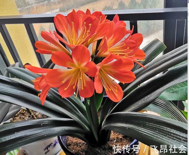 养花盆土干硬,一种营养水浇进去,10分钟变松散,好用